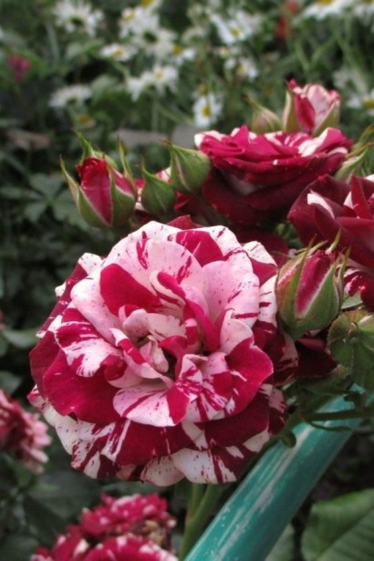 Троянда бордюрна ’Флеш Найт’ (біколор біло-червона)|Rosa ’Flash Night’|Роза бордюрная ’Флеш Найт’ (биколор бело-красная)